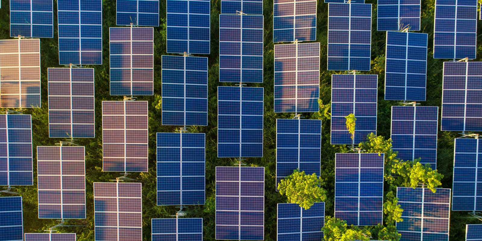 Solar Panels with Greenery